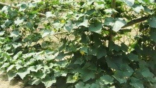 Огурец Кузнечик: описание гибрид, фото урожая, особенности выращивания