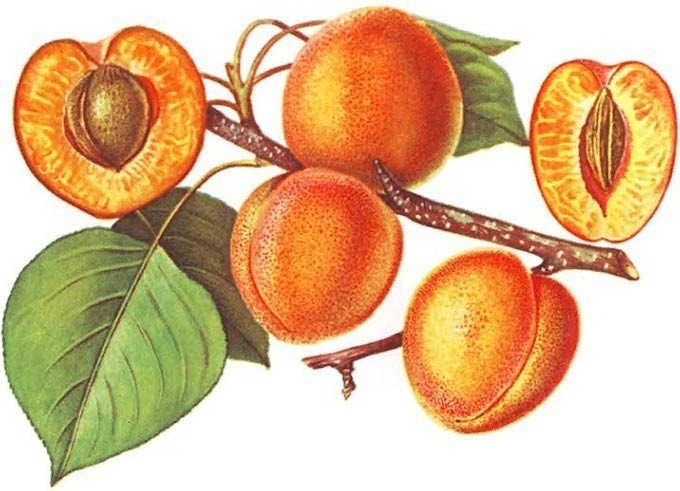 Семейство розоцветные абрикос