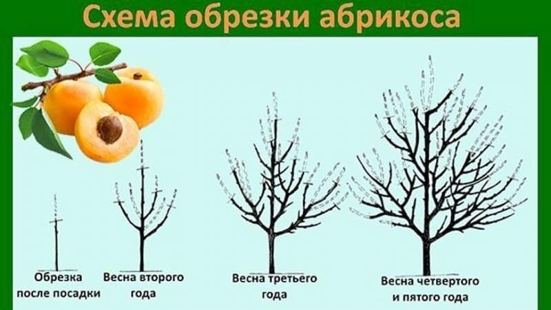 Обрезка абрикосового дерева весной