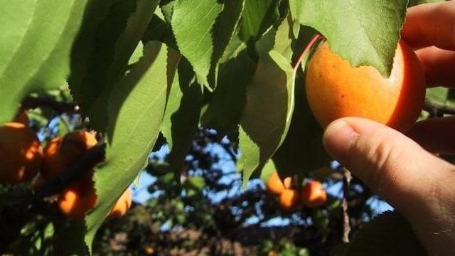 Абрикосовое дерево: сорта, выращивание, уход