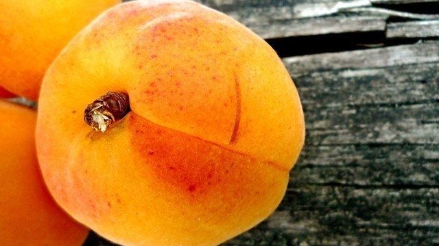 Болезни и вредители абрикоса