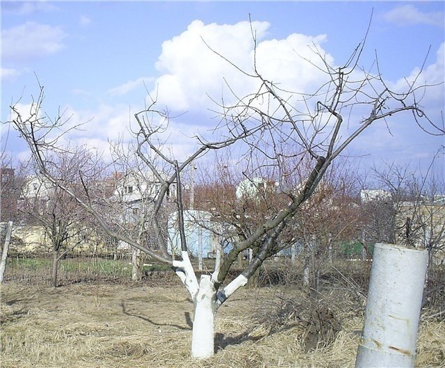 Обрезка плодовых деревьев весной абрикос