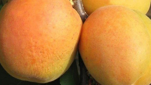 Описание абрикоса Персикового