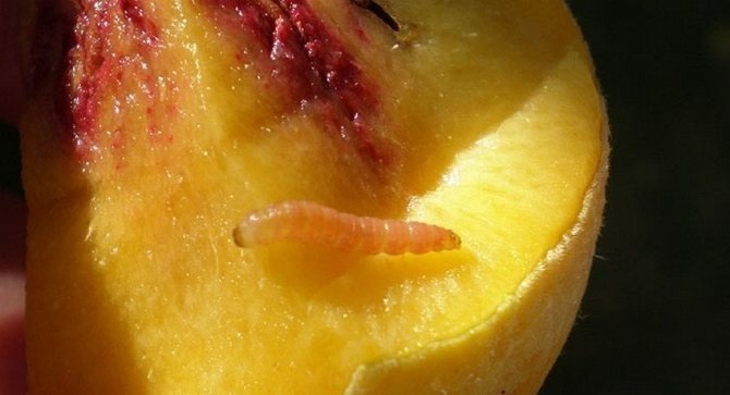 Плодожорка восточная персиковая