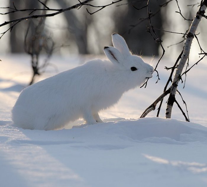 Заяц беляк летом и зимой