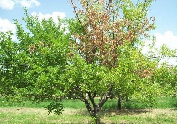 Дерево церцис крымский