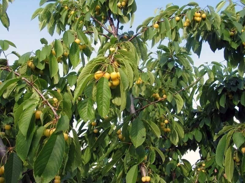 Дерево черешни Росошанской