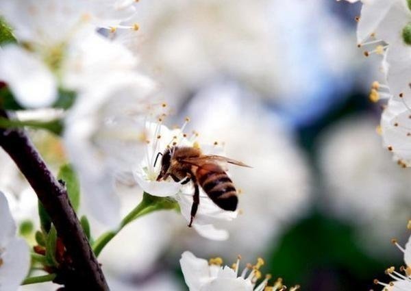 Пчела на цветущей сливе
