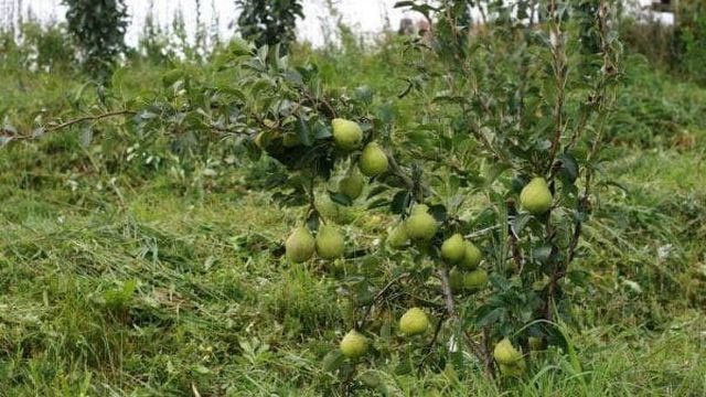 Груша Августовская роса: описание сорта, опылители, отзывы садоводов про яблоню