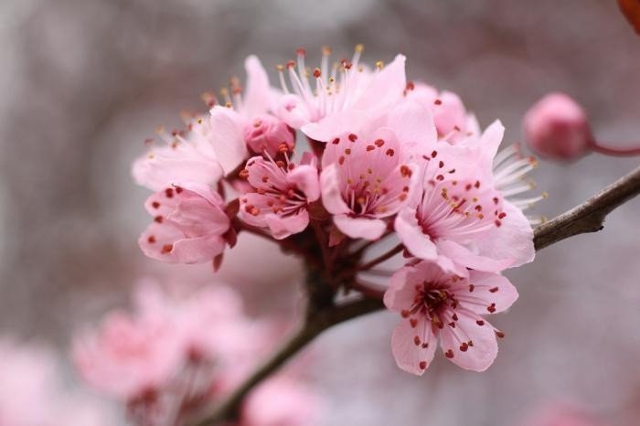 Японская слива цветение