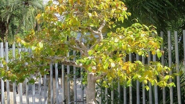 Евгения — изящная и скромная суринамская вишня