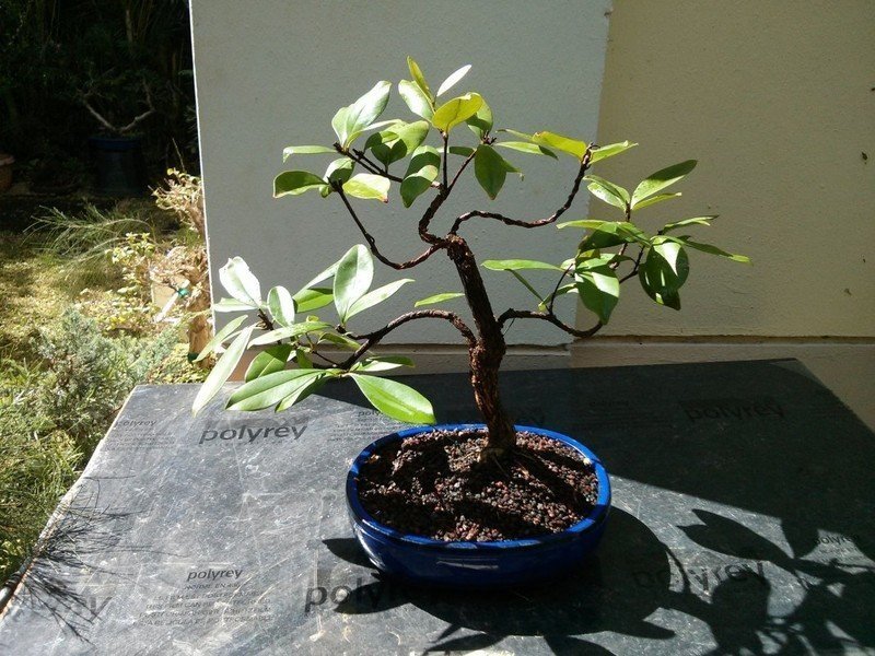 Суринамская вишня комнатное растение