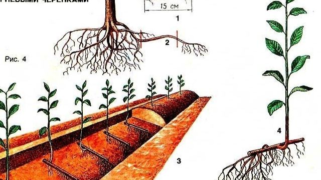 Как вырастить вишневое дерево из косточки