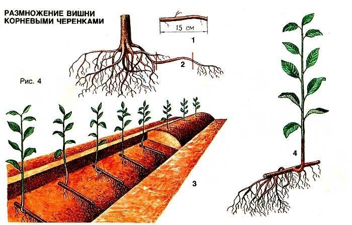 Размножение растений корневыми черенками