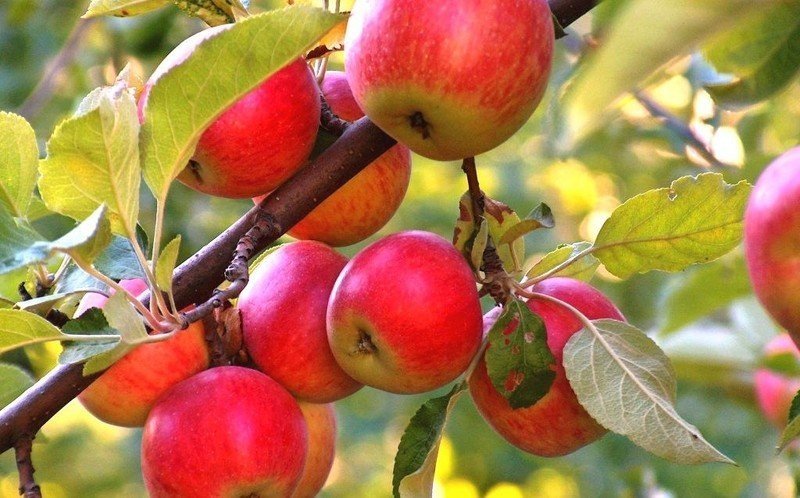Боровинка яблоня