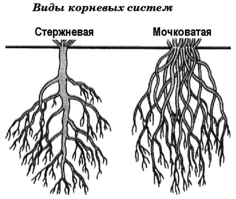 Типы корневых систем стержневая и мочковатая