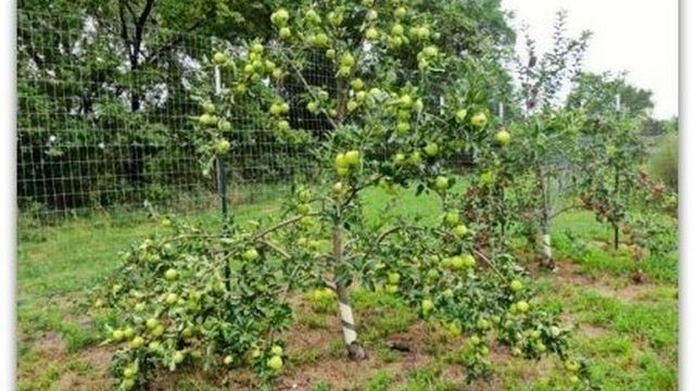 Яблоня: посадка и выращивание