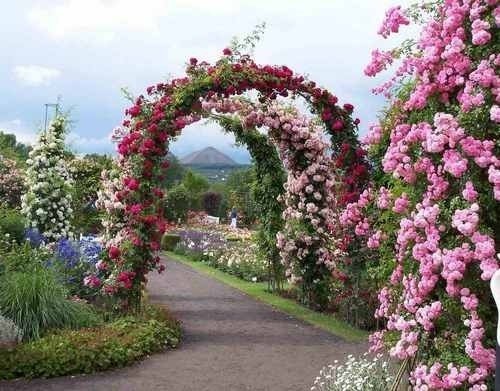 Летняя аркада розы плетистые