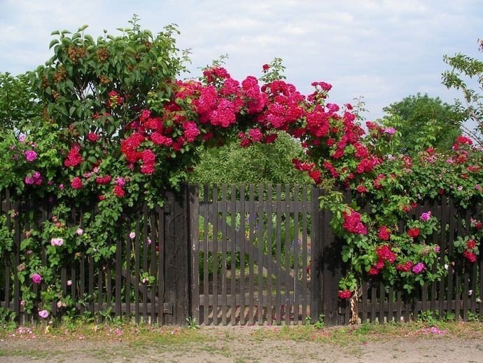 Роза фламентанц плетистая на арке