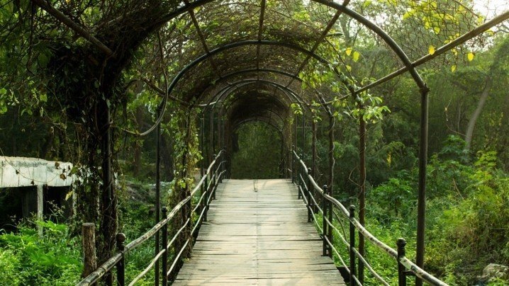 Мост в тропическом лесу