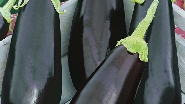 Баклажан Икорный F1: описание сорта, фото семян Гавриш, отзывы о выращивании и посадке, характеристика
