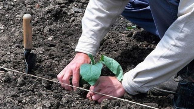 Специфика выращивания баклажанов в теплице