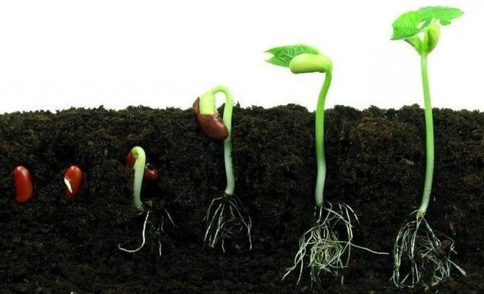 Прорастание семян в земле
