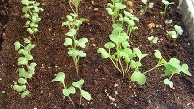 Как вырастить капусту из семян и получить знатный урожай