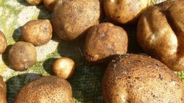 Характеристика картофеля сорта Киви