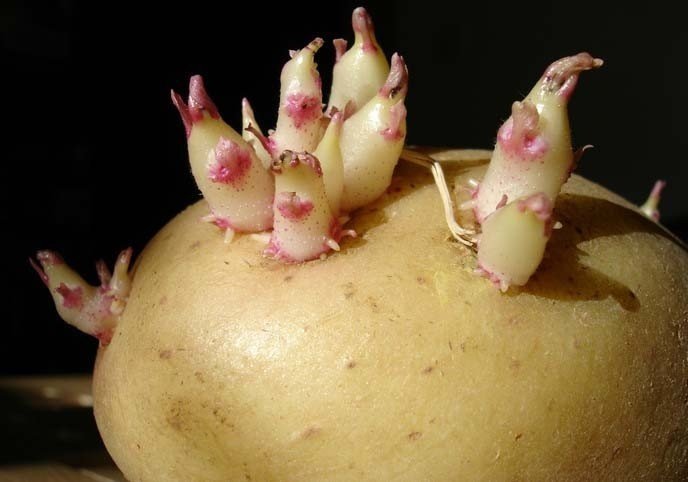 Ростки картофеля с маленькими клубнями