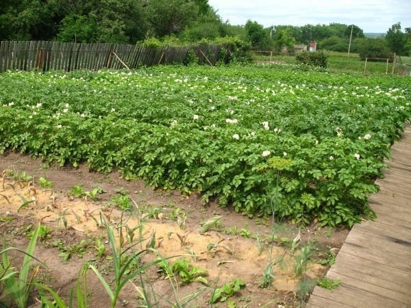 Картошка в огороде