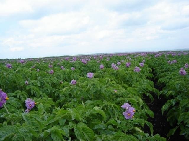 Цветущее картофельное поле фиолетовое