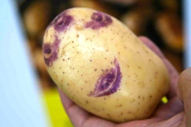 Картофель семенной синеглазка