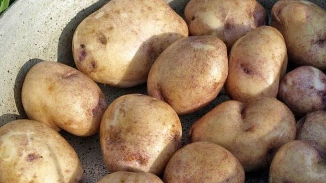 Описание сортовой картошки Синеглазка