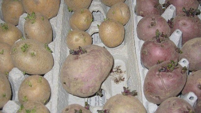 Всё о картофеле Американка — описание сорта, посадка, уход и другие аспекты