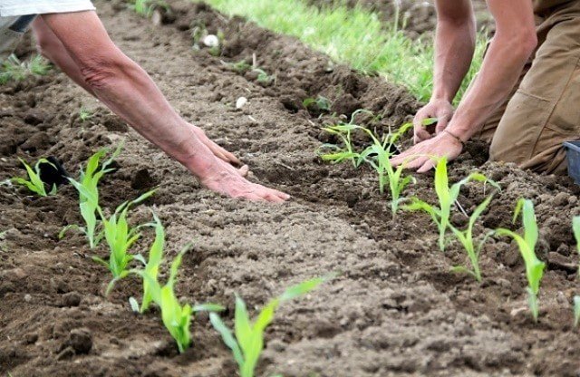 Посев кукурузы в открытый грунт весной