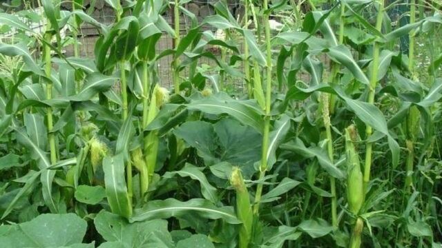 С какими растениями можно посадить рядом кукурузу