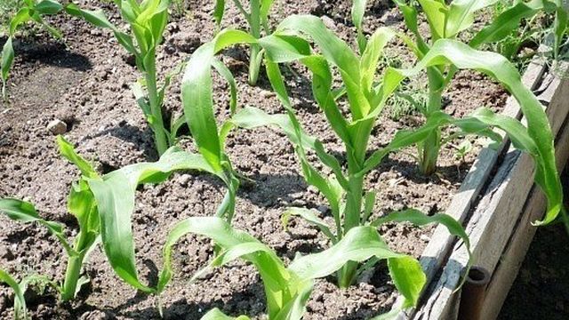 Удобрения для кукурузы при выращивании