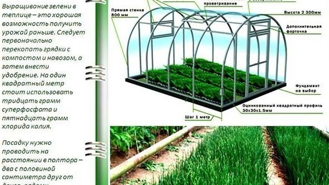 Идея для бизнеса № 65: насколько выгодно выращивать зеленый лук