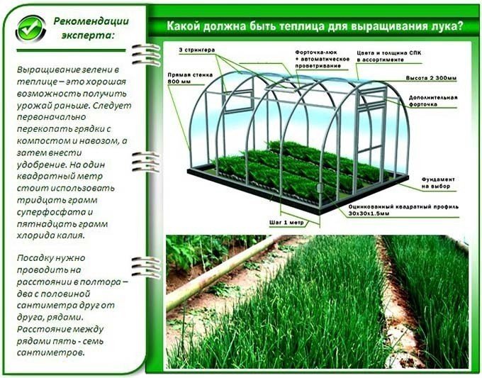 Схема теплицы для выращивания зелени круглый год