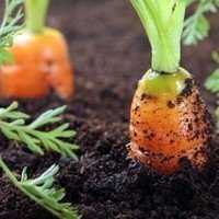 Морковь в земле