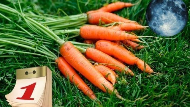 Как подготовить семена моркови, чтобы облегчить процесс посадки весной