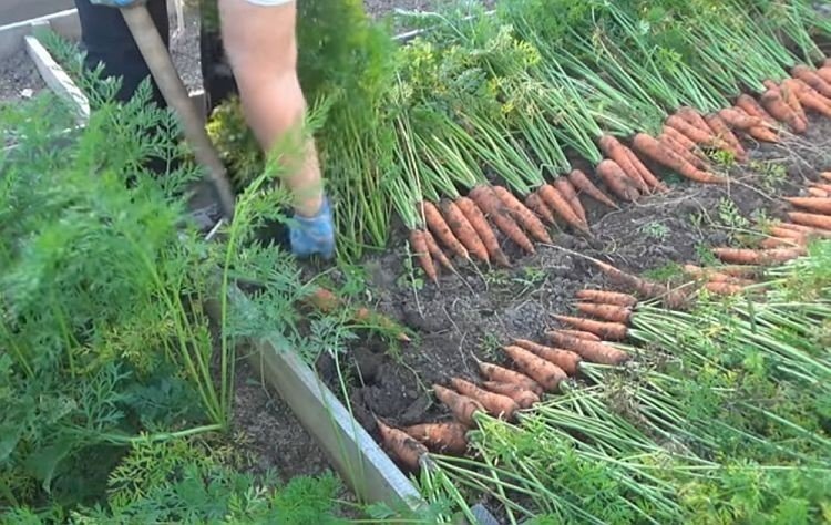 Грядки для моркови и свеклы