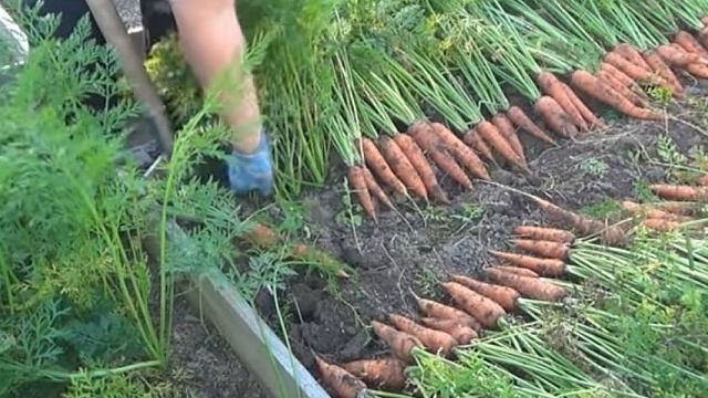 Когда пора убирать морковь с грядок