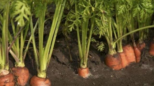 Морковь Каротель: краткое описание сорта, характеристики, особенности выращивания
