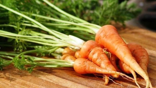 Выращивание моркови: ранние, среднеспелые, поздние сорта, способы и схема посадки, уход, защита от болезней и вредителей