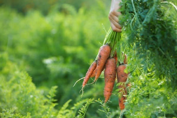 Варианты посадки моркови