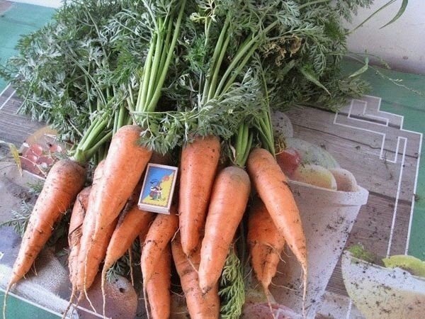 Хороший урожай моркови