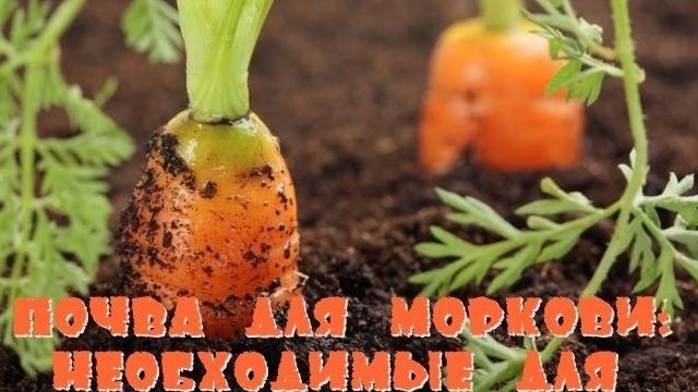 Почва для выращивания моркови