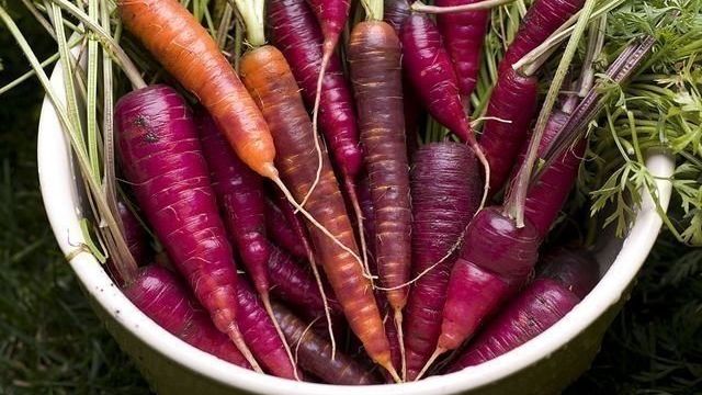 Семена моркови – лучшие сорта для вашего региона